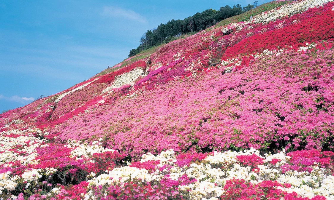 满山遍野的山茶花带你走进长崎春季风物诗